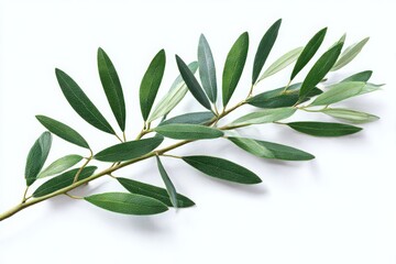 Olive branch with green leaves isolated on white background