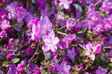 Fototapeta premium Purple wild flower. Beautiful play of light and shadow, green foliage