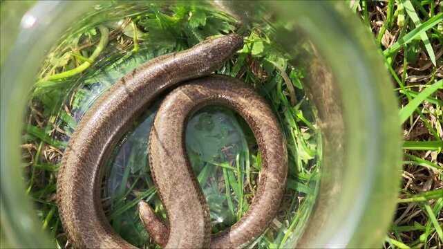 Slow worm crawling within transparent container resting on grassland