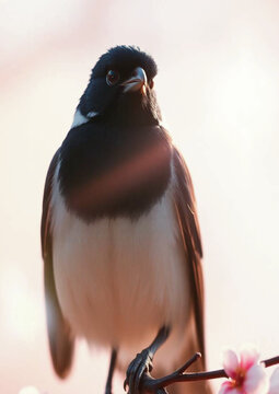 , tree, black, birds, garden, songbird, sitting, white, yellow, chickadee, cute, bea