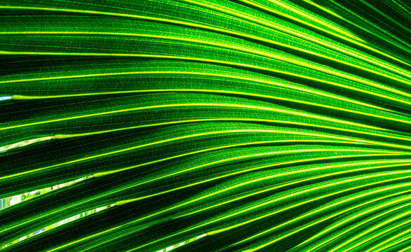 green palm leaf close up, natural bio background for flora concept and design. textured plant leaf macro with rows and lines