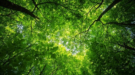 Fototapeta premium Lush Canopy of Green: A Forest's Embrace