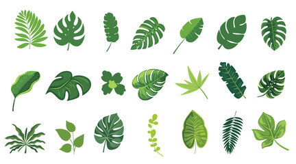 Set of tropical leaves SVG. illustration vector on transparent background minimal green summer jungle.