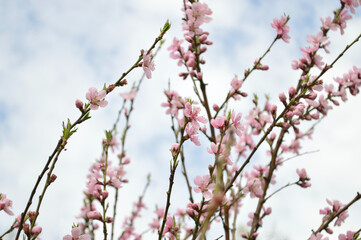 Close-up view of delicate peach blossoms blooming on branches under a cloudy sky.