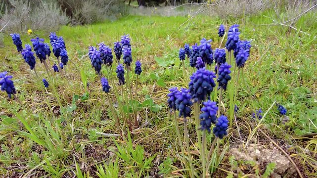 Grape hyacinths swaying gently in the meadow