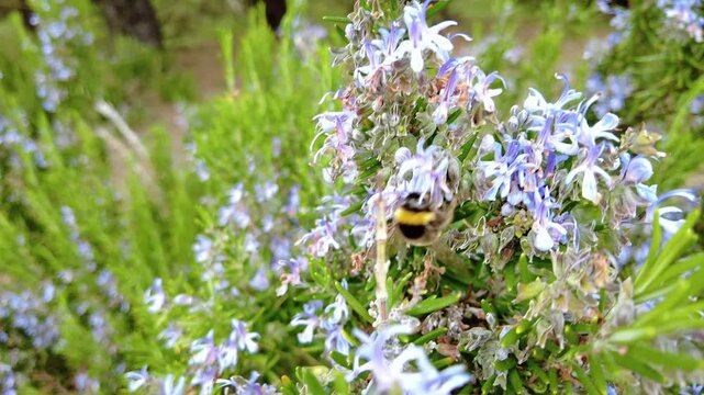 Bumblebee pollinating rosemary flowers in a garden