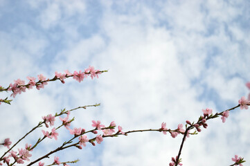 Pretty pink cherry blossoms bloom on branches against a bright blue sky, signaling spring.