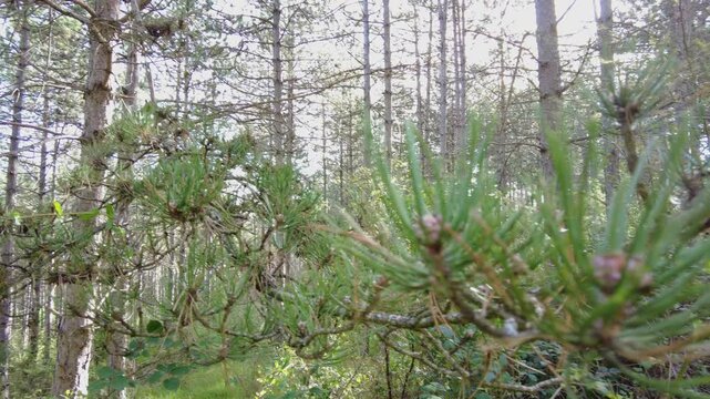 Radiata pine branch growing in a sunny forest