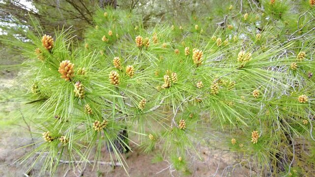 Radiata pine showing young cones and pollen cones in spring