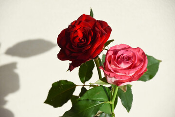 赤とピンクのばら