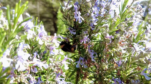 Bumblebee pollinating rosemary flowers in mediterranean field