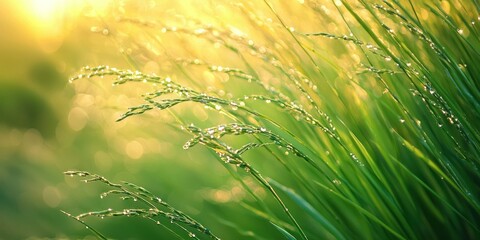 A close-up of wild grasses with dewdrops in the early morning light, creating a tranquil feel