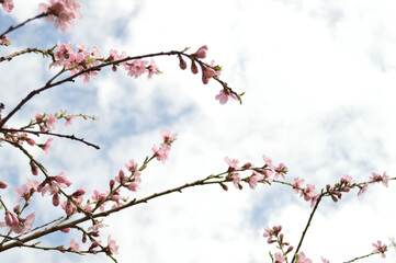 Pink cherry blossoms in full bloom reaching towards a soft, cloudy, blue sky.