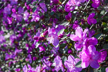 Colorful pink magenta flowers of a large rhododendron bush on a sunny day. Blooming shrub plants. Majestic big flowers in full blossom. Bright purple flowers on a soft floral background