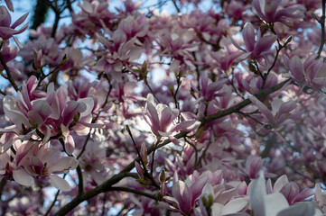 Magnolia blossoms on a tree