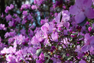 Obraz premium Colorful pink magenta flowers of a large rhododendron bush on a sunny day. Blooming shrub plants. Majestic big flowers in full blossom. Bright purple flowers on a soft floral background