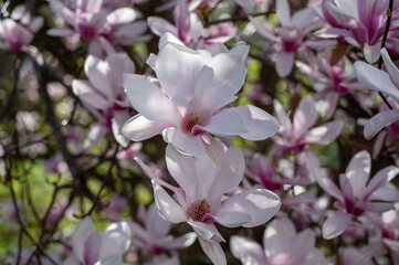 Close-up of magnolia blossoms