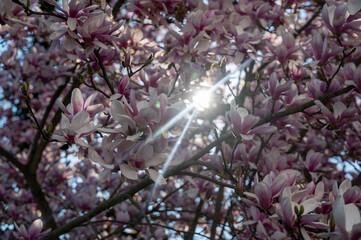 Magnolia blossoms on a tree with sunlight