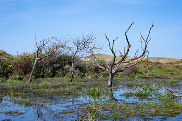 Trees stand in the water in nature