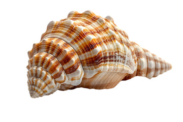 Obraz premium Seashell spiral with ocean treasure.