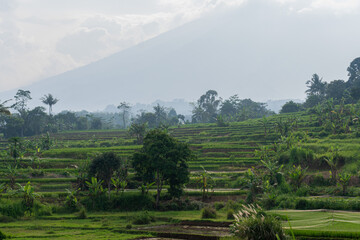 Lush green rice terraces curve across a hillside under a hazy mountain backdrop. Shows traditional agriculture in a tropical, scenic landscape.