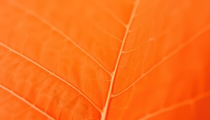 Vivid Orange Leaf Texture