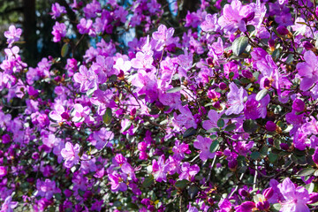 Blooming Azalea Flowering Plants Closeup Photo. Blossoming Decorative magenta Buds Flowers And Green Leaves Branches. Colorful purple rhododendron flowers large bush in sunny day.