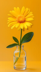 Vibrant Yellow Sunflower and Gerbera Daisy Bouquet in Glass Vase – Summer Floral Bloom, Isolated on White, Bright Orange Petals, Nature Beauty