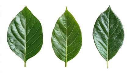 Green leaves isolated on white