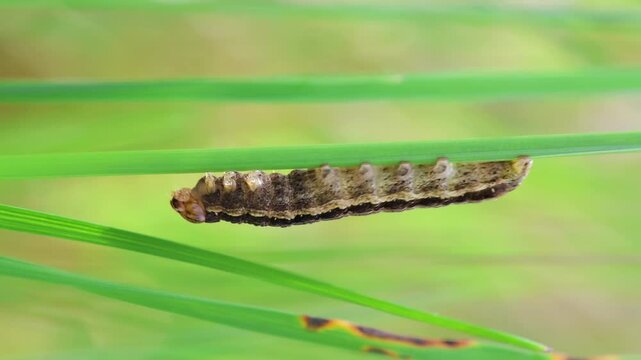 Common yellow underwing moth, noctua pronuba caterpillar on grass stem. Macro butterfly background