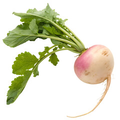 A turnip isolated on a transparent background