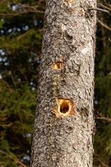 Hollow in a tree trunk, a freshly excavated hollow in a tree trunk in the eastern Sudetes Mountains, Poland.