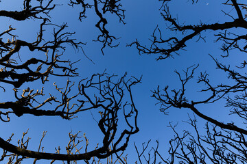 Crooked branches of trees without leaves against blue sky. Spring background.