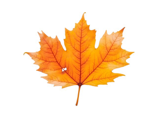 Fallen Autumn Leaf with Bite Mark
