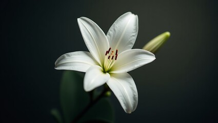 Fototapeta premium Stunning White Lily in Close-up Detail