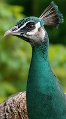 Obraz premium Close-up of a peacock's head and neck, showcasing vibrant green plumage and a distinctive crest