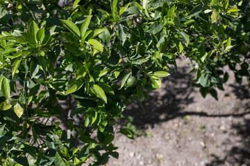 Green citrus fruits and leaves under sunlight. Great for product packaging, organic farming promotions, or sustainability-themed marketing projects.