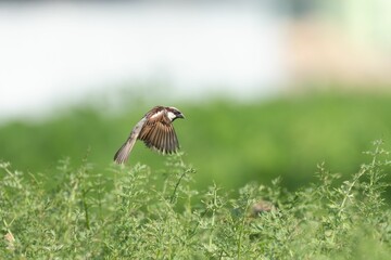 Sparrow in Flight Over Greenery