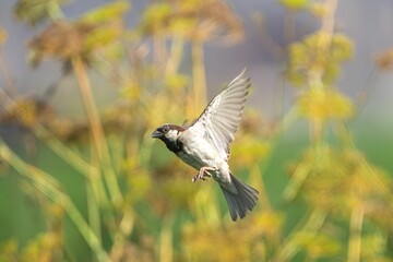 Sparrow in mid-flight with blurred foliage background.