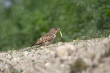 Sparrow with caterpillar on rocky path
