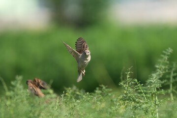 Sparrow in Flight Over Green Field