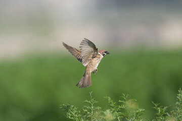 The Eurasian Tree Sparrow (Passer montanus) is a charming passerine bird with a rich chestnut crown and nape, adorned by a distinctive black patch on each pure white cheek.