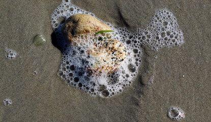 fish on the sand