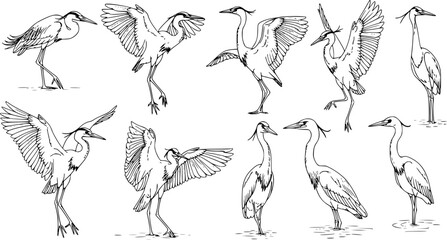 Fototapeta premium Elegant herons in various poses capturing the grace of water birds in nature illustrations 