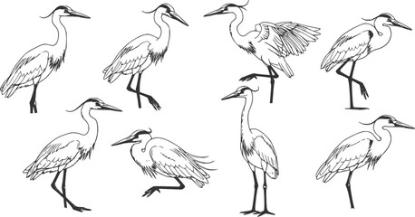 Naklejka premium Elegant herons in various poses capturing the grace of water birds in nature illustrations 