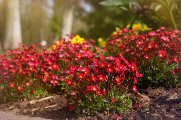 Red saxifraga arendsii flower in the spring garden
