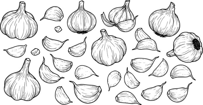 Stylized illustrations of various garlic cloves and bulbs arranged in a creative pattern
