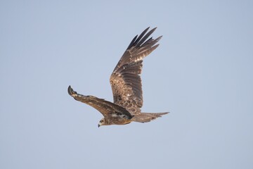 Black Kite soaring in clear sky