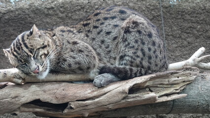 Naklejka premium ネコ科の動物