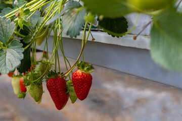 Fresh organic strawberry cultivation in greenhouse